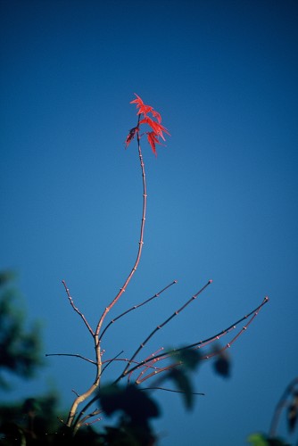 An acer in autumn